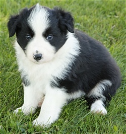 Bur Hill Border Collies - Ontario Purebred Border Collies. Breeders of ...